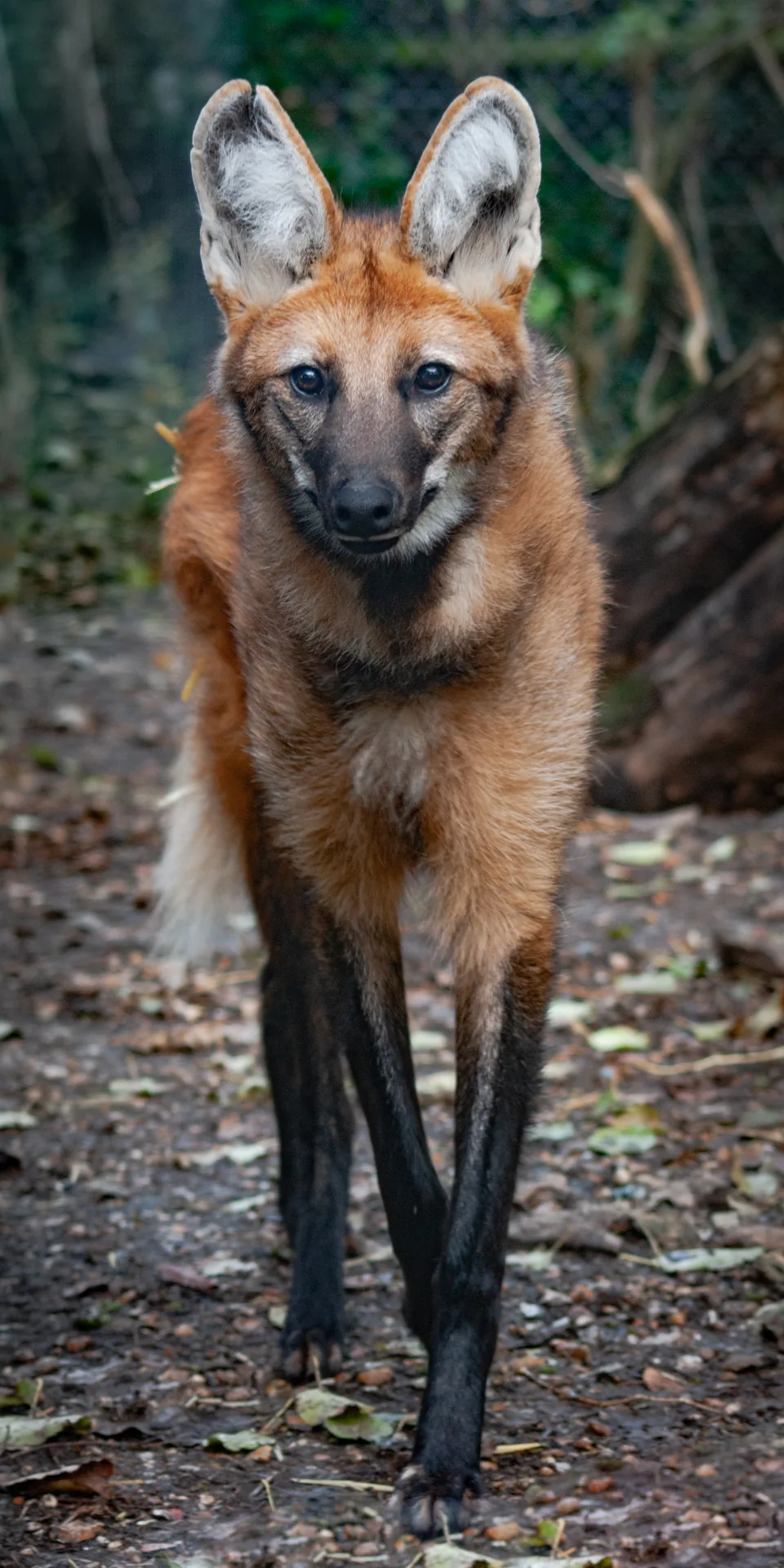 Curiosity