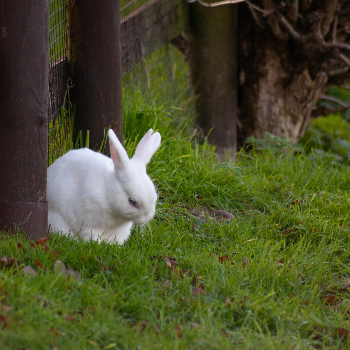 Rabbits