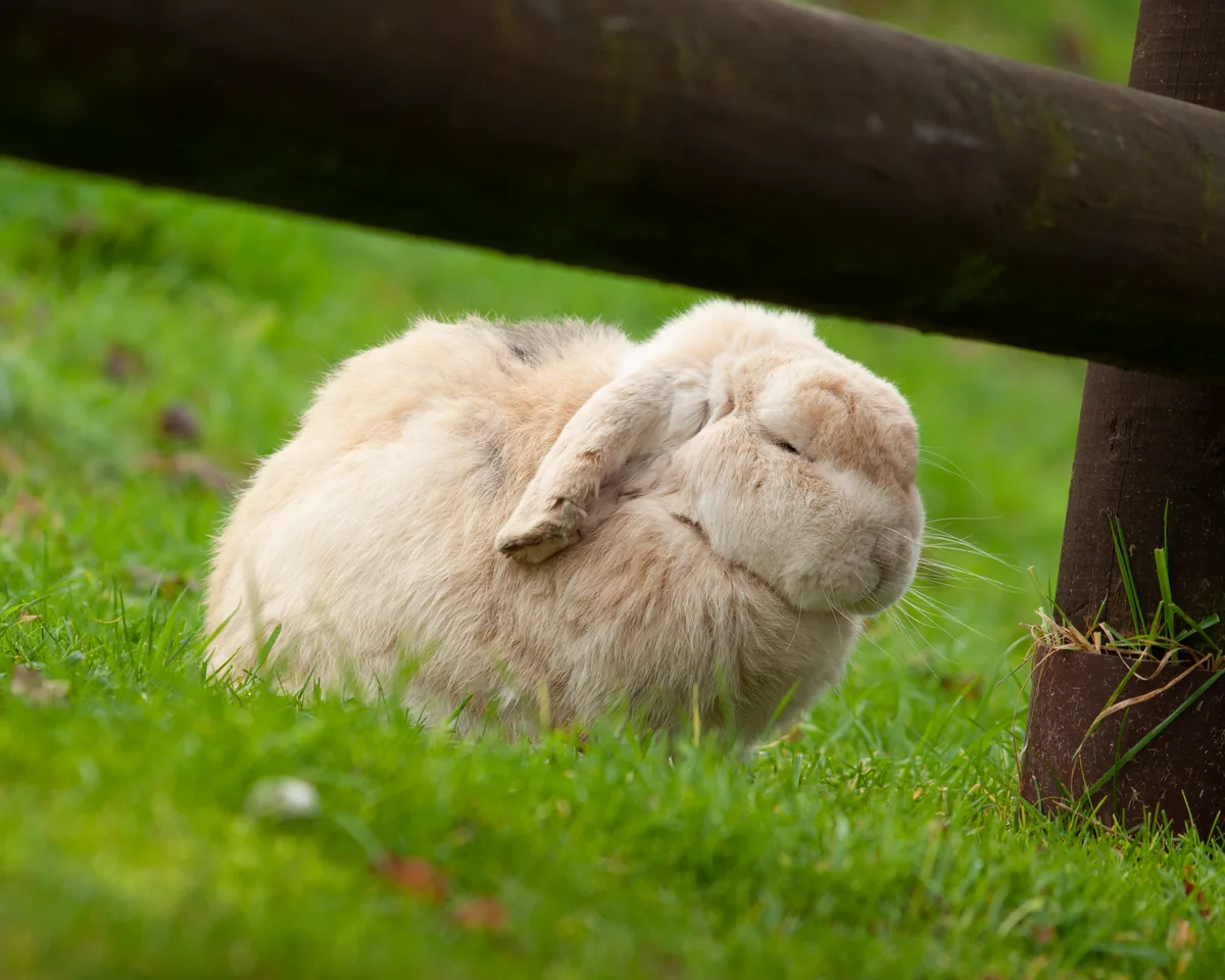 Sleeeeeeeepy bunny