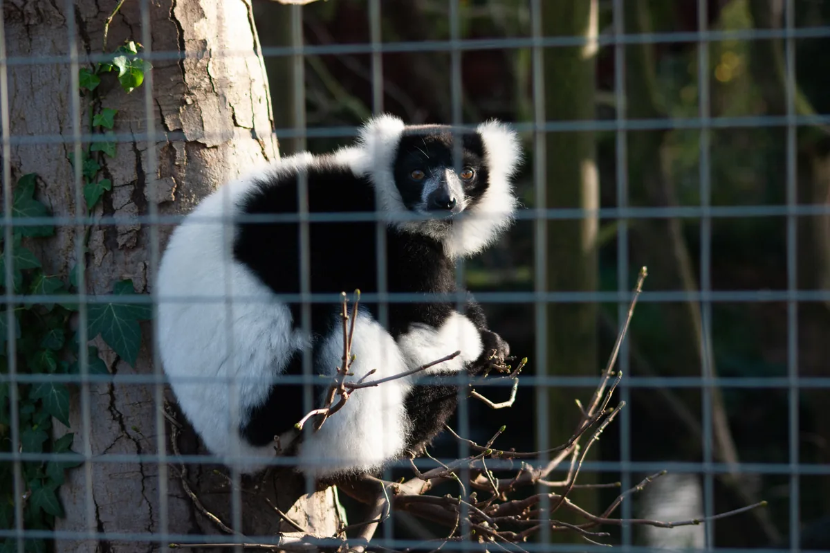 Ruffed Lemur