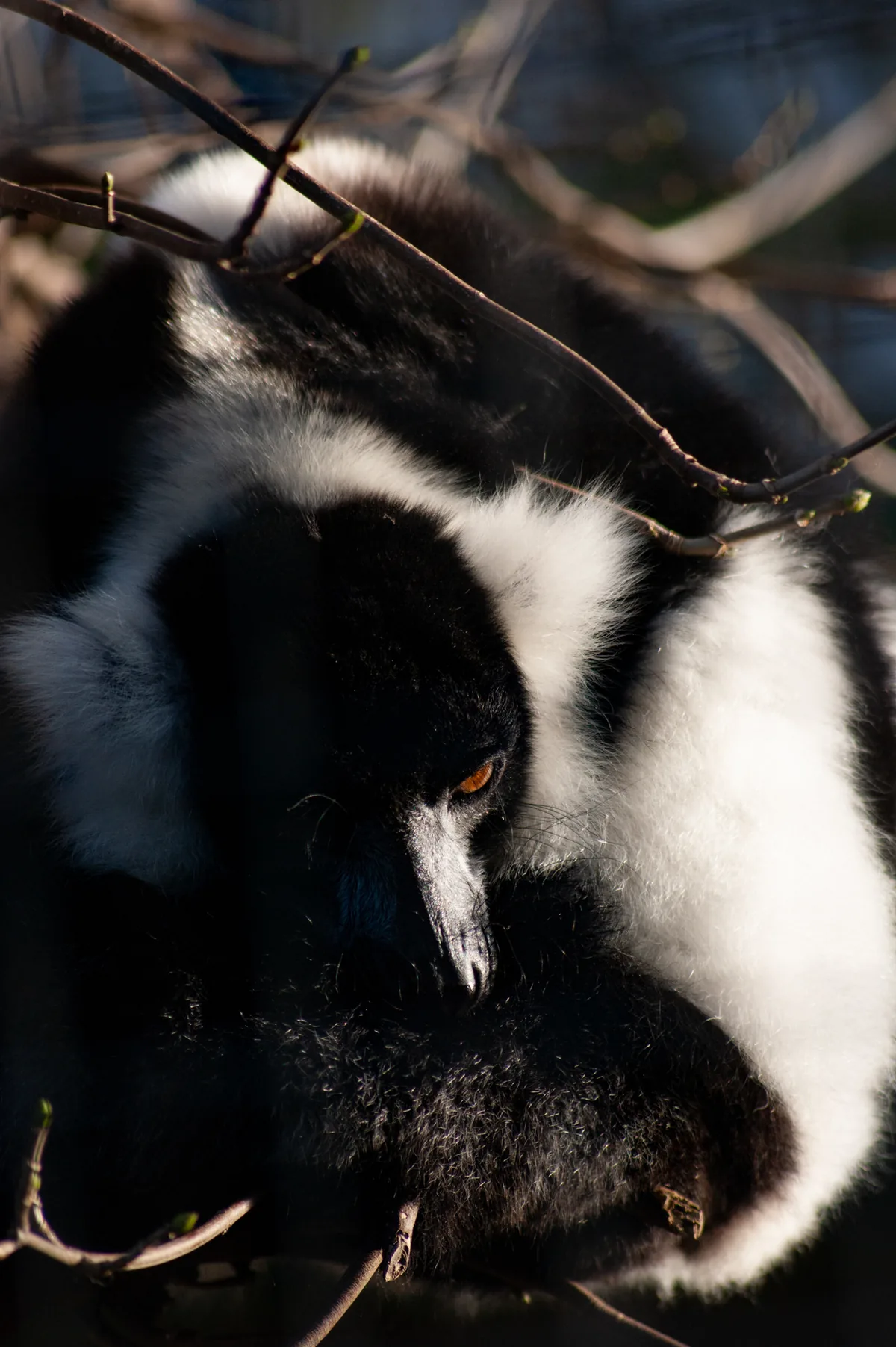 Tired lemur