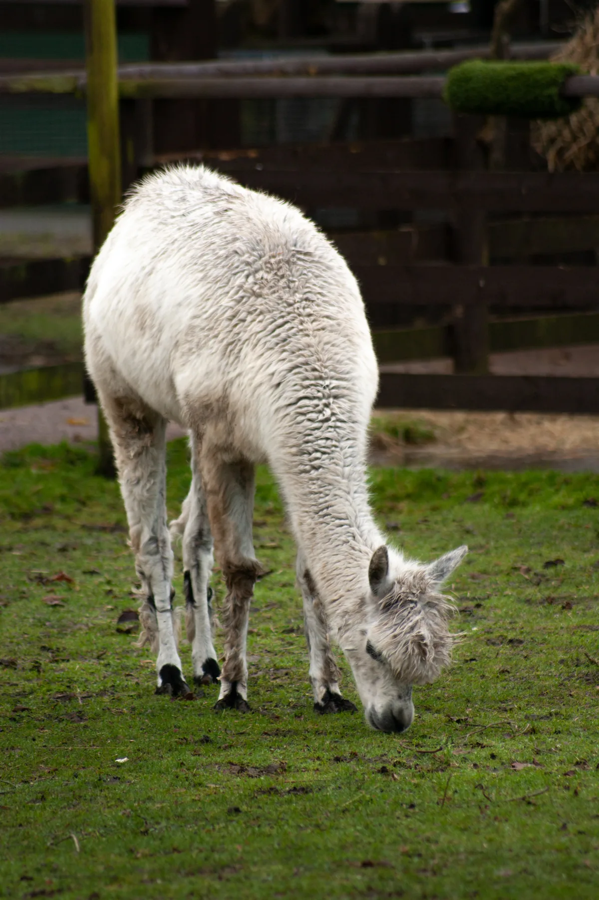 Alpaca