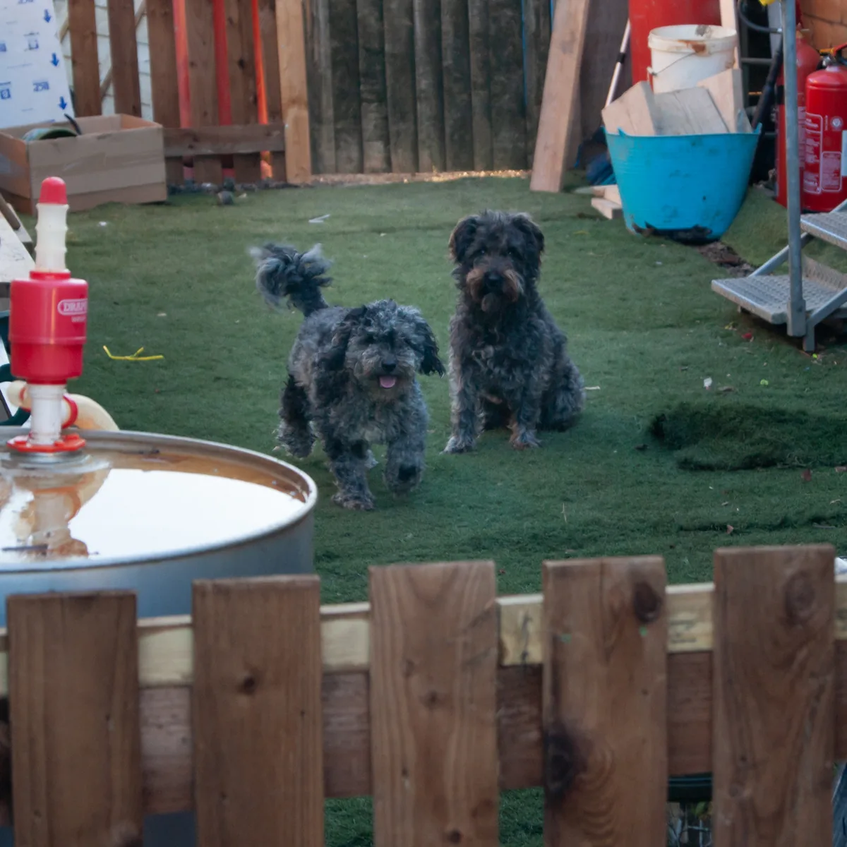 Good boys