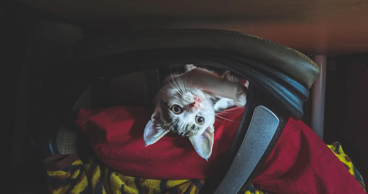 Ohai
