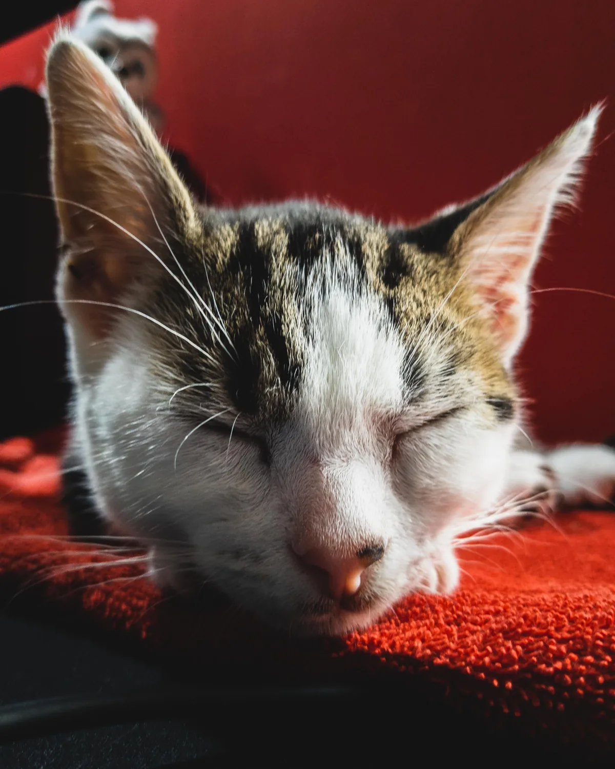 Sleepy Pixel