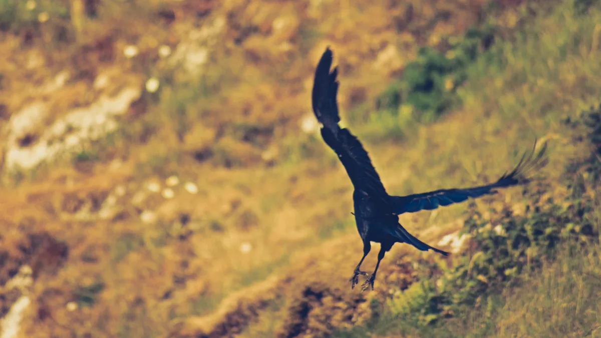 Flight