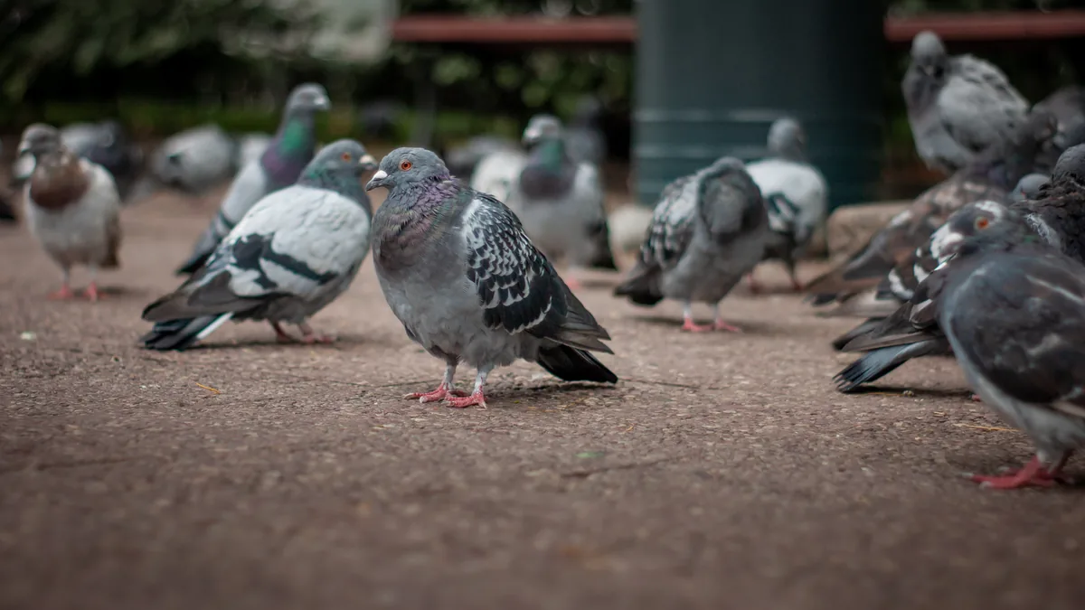 The local gang