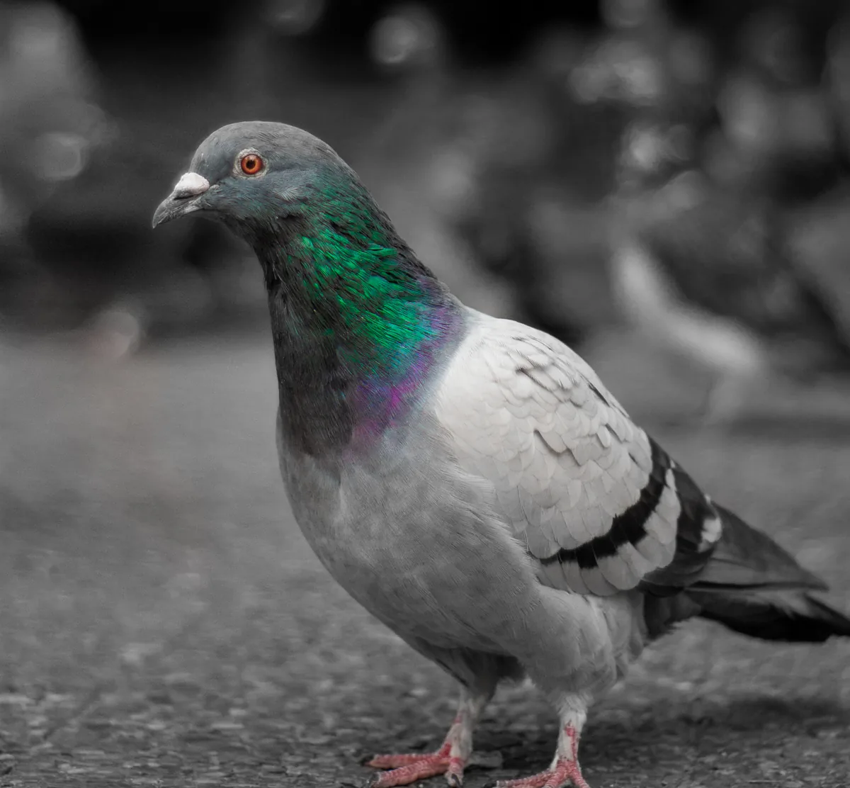 Brave Little Bird