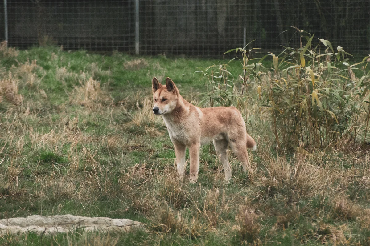 What a dingo