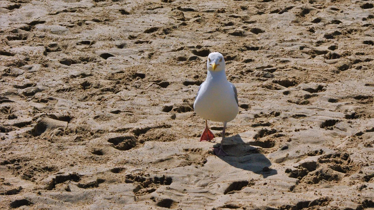 Oh lawd, he comin'