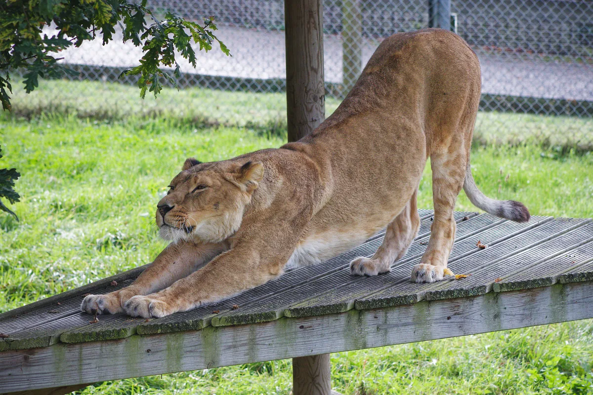 Biiiiiiiiig stretch